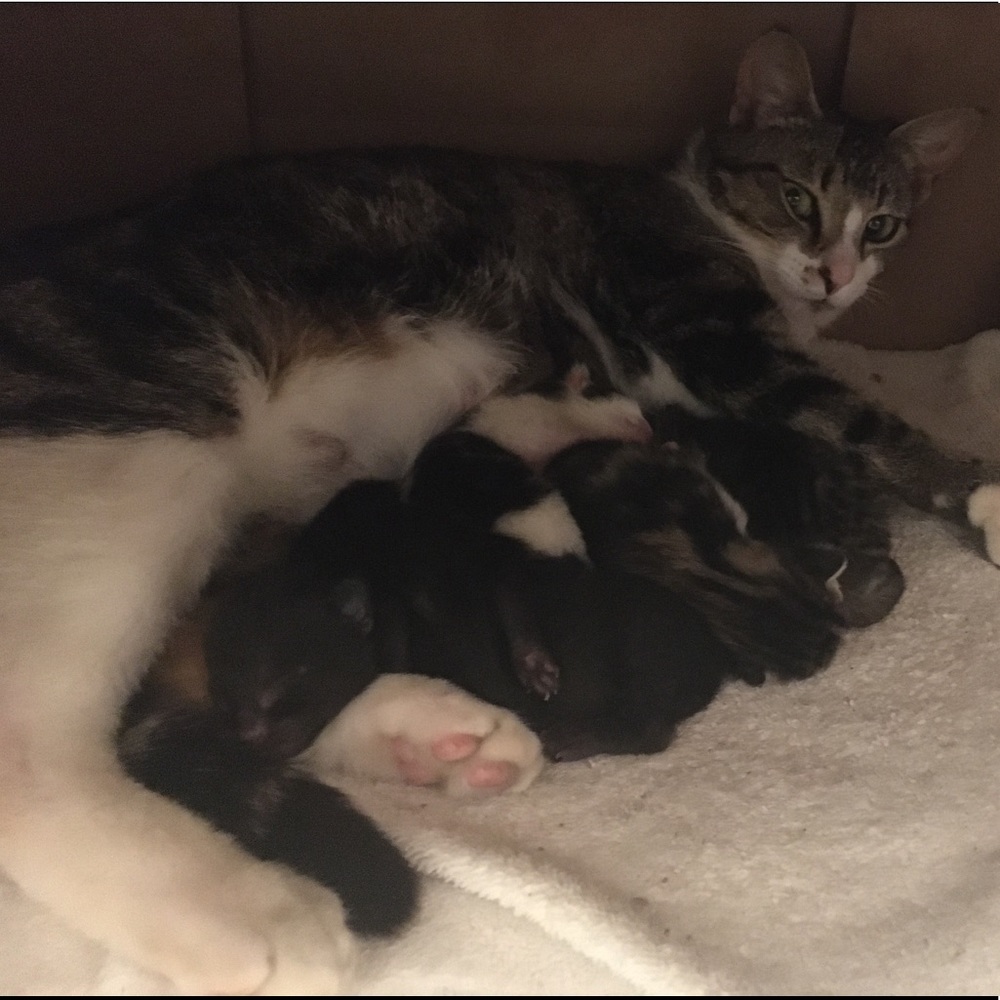 🐈100% of earnings go towards their care!